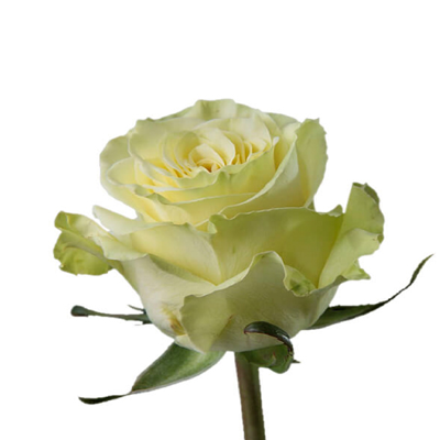 Rosa Branca Holanda