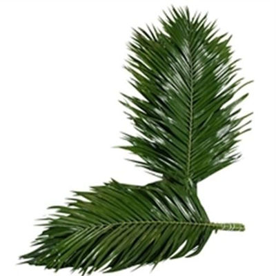 Roebelini